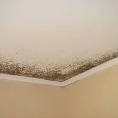 Moisissure brune sur le plafond et le coin du mur. Un problème courant pour savoir comment enlever la moisissure sur les murs.