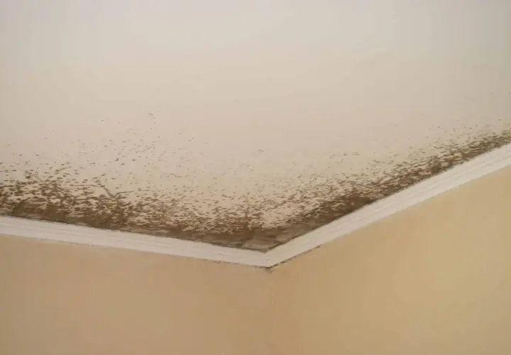 Moisissure brune sur le plafond et le coin du mur. Un problème courant pour savoir comment enlever la moisissure sur les murs.