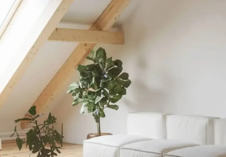 Un salon mansardé lumineux avec une fenêtre de toit, un fauteuil, des plantes et un canapé blanc. Idéal pour apprendre comment poser une fenêtre de toit.