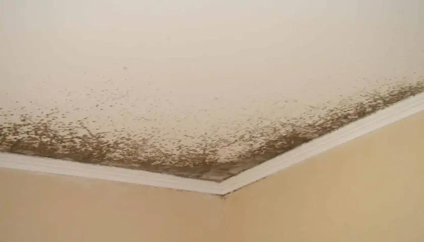 Moisissure brune sur le plafond et le coin du mur. Un problème courant pour savoir comment enlever la moisissure sur les murs.