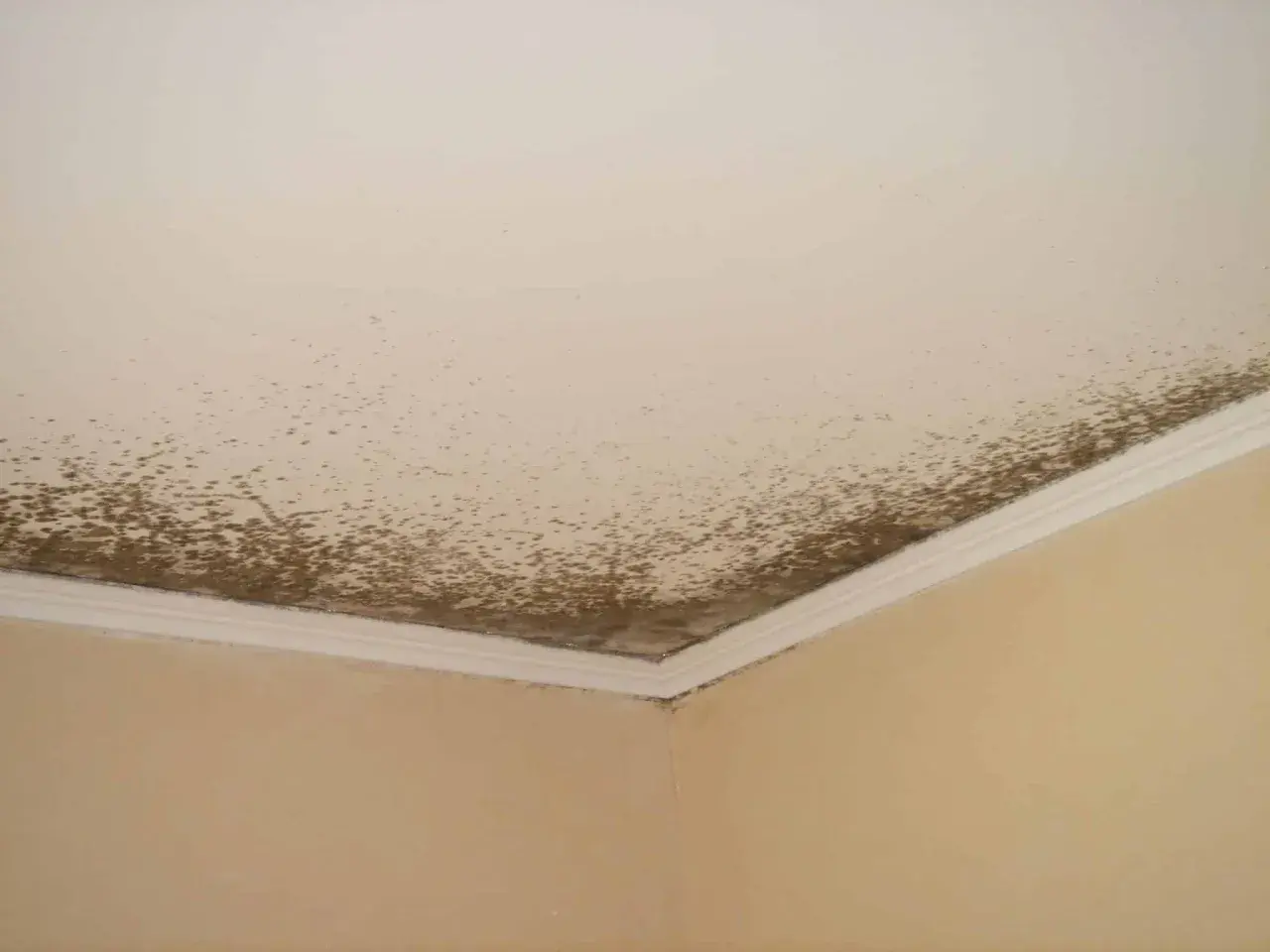 Moisissure brune sur le plafond et le coin du mur. Un problème courant pour savoir comment enlever la moisissure sur les murs.