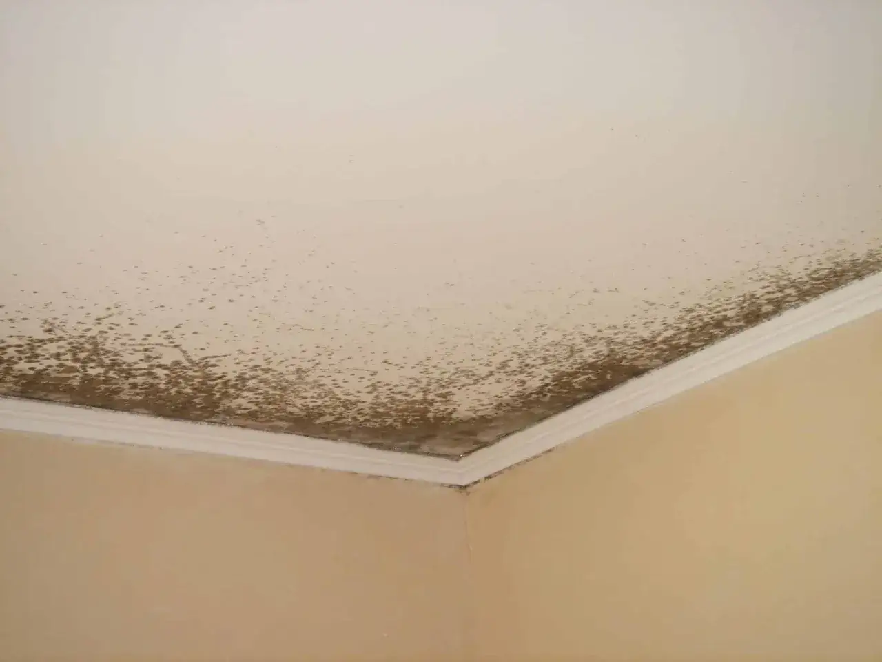 Coins de mur et plafond couverts de moisissure brune. Une situation qui demande comment enlever la moisissure sur les murs.