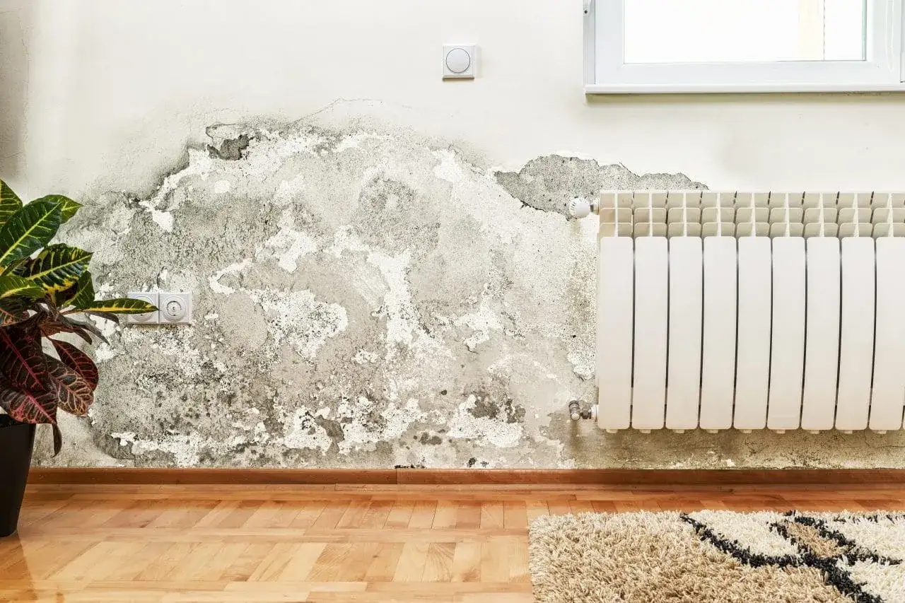 Un mur humide que faire ? Détérioration du plâtre, moisissures et décoloration près d'une plante et d'un radiateur.